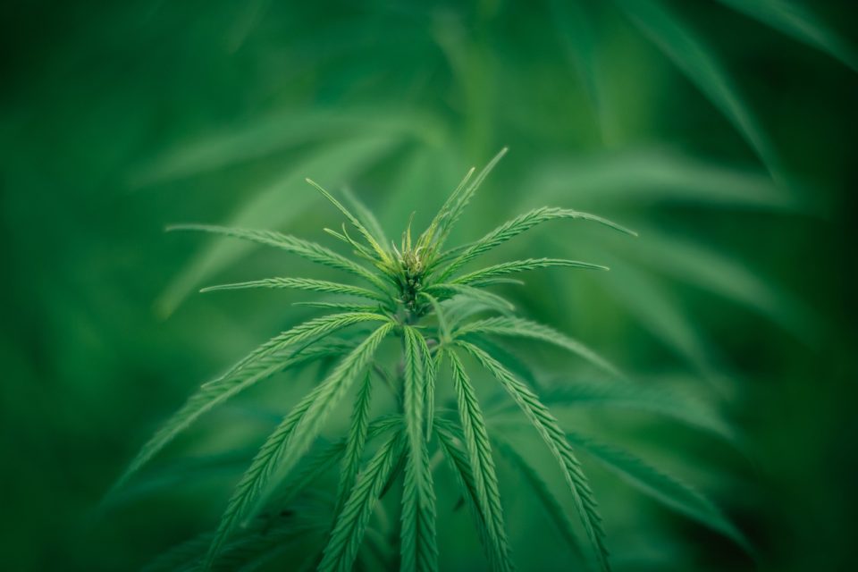 Alt om sativa: Den populære cannabis stamme